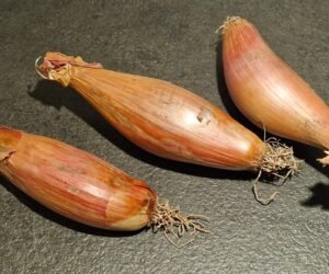 Skalotteløg