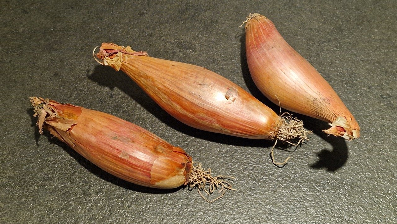 Skalotteløg